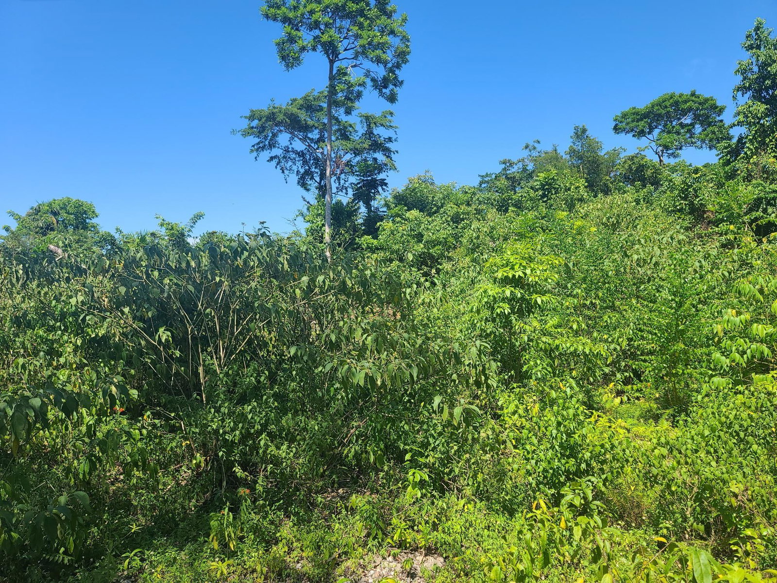 Eighteenth image of 33 Gibraltar Estate in Oracabessa, St. Mary, Jamaica - property is For Sale