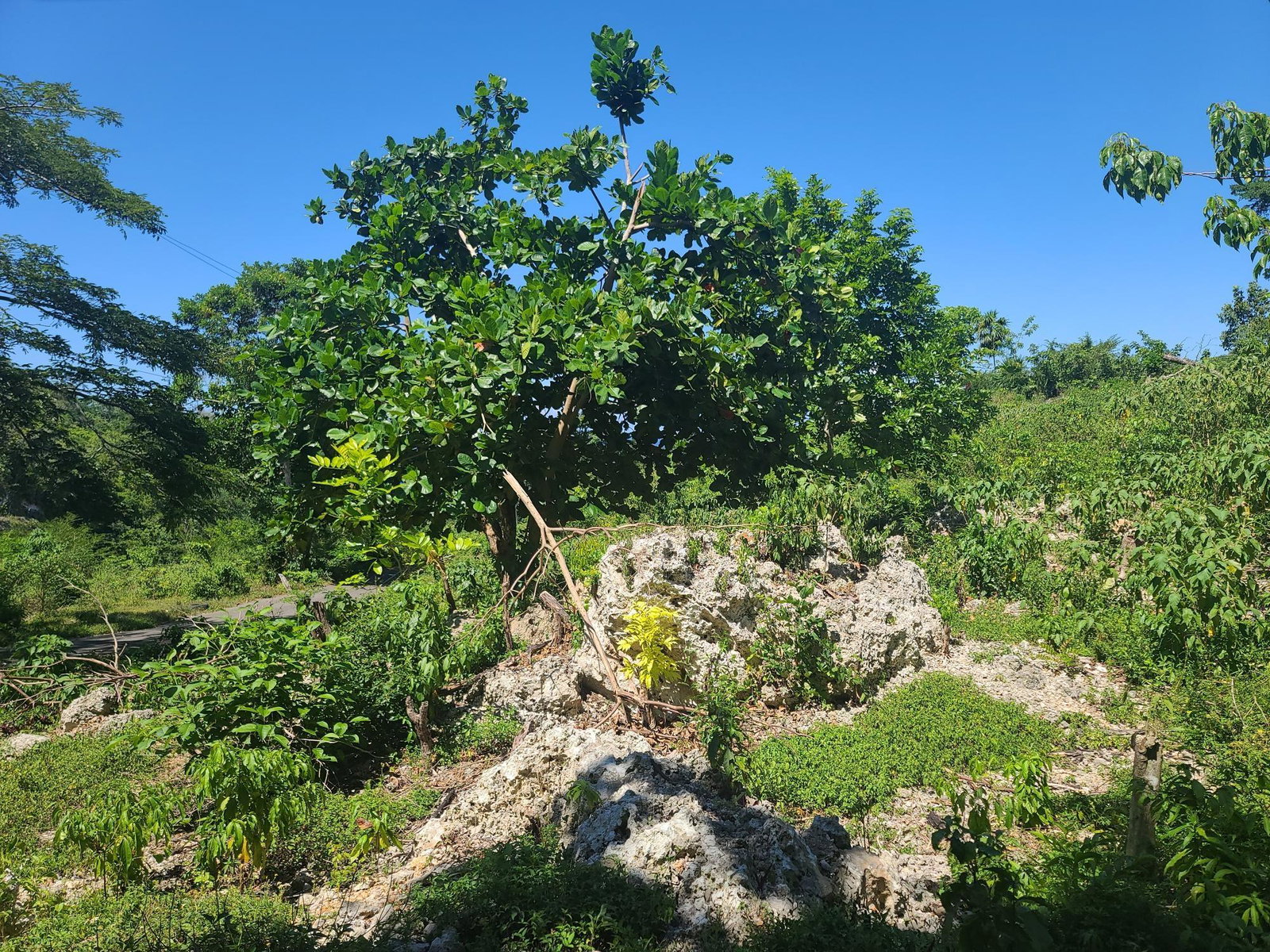 Nineteenth image of 33 Gibraltar Estate in Oracabessa, St. Mary, Jamaica - property is For Sale