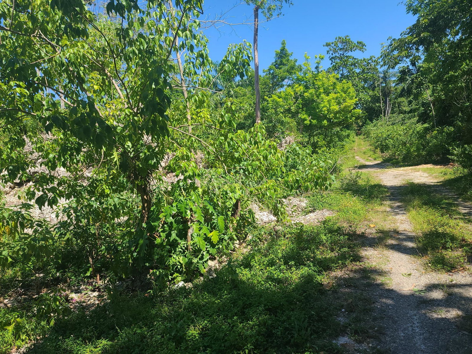 Twentieth image of 33 Gibraltar Estate in Oracabessa, St. Mary, Jamaica - property is For Sale