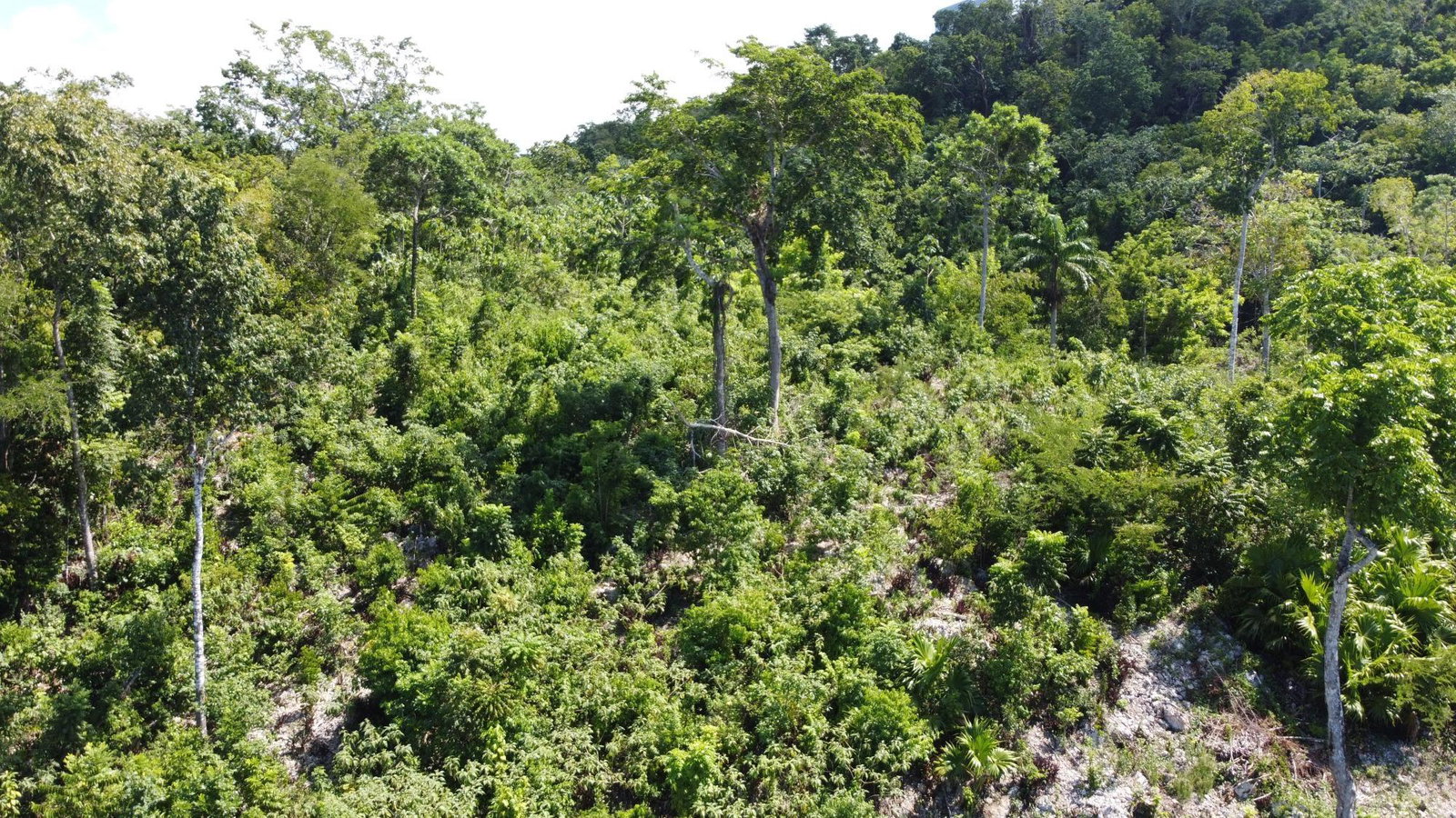 Twenty-Fifth image of 33 Gibraltar Estate in Oracabessa, St. Mary, Jamaica - property is For Sale