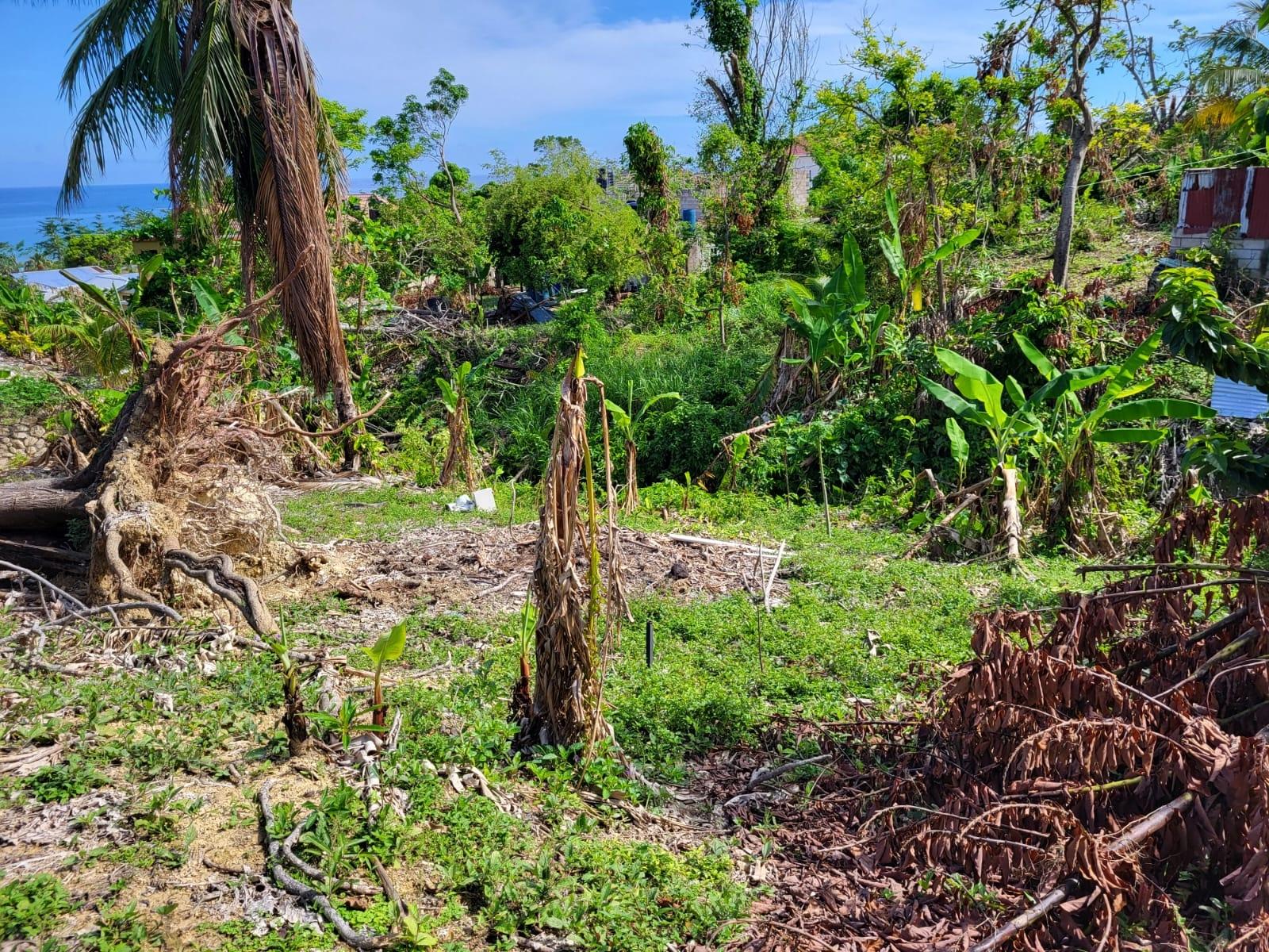 Seventh image of 31 Seville Estates, Seville in Seville Heights, St. Ann, Jamaica - property is For Sale