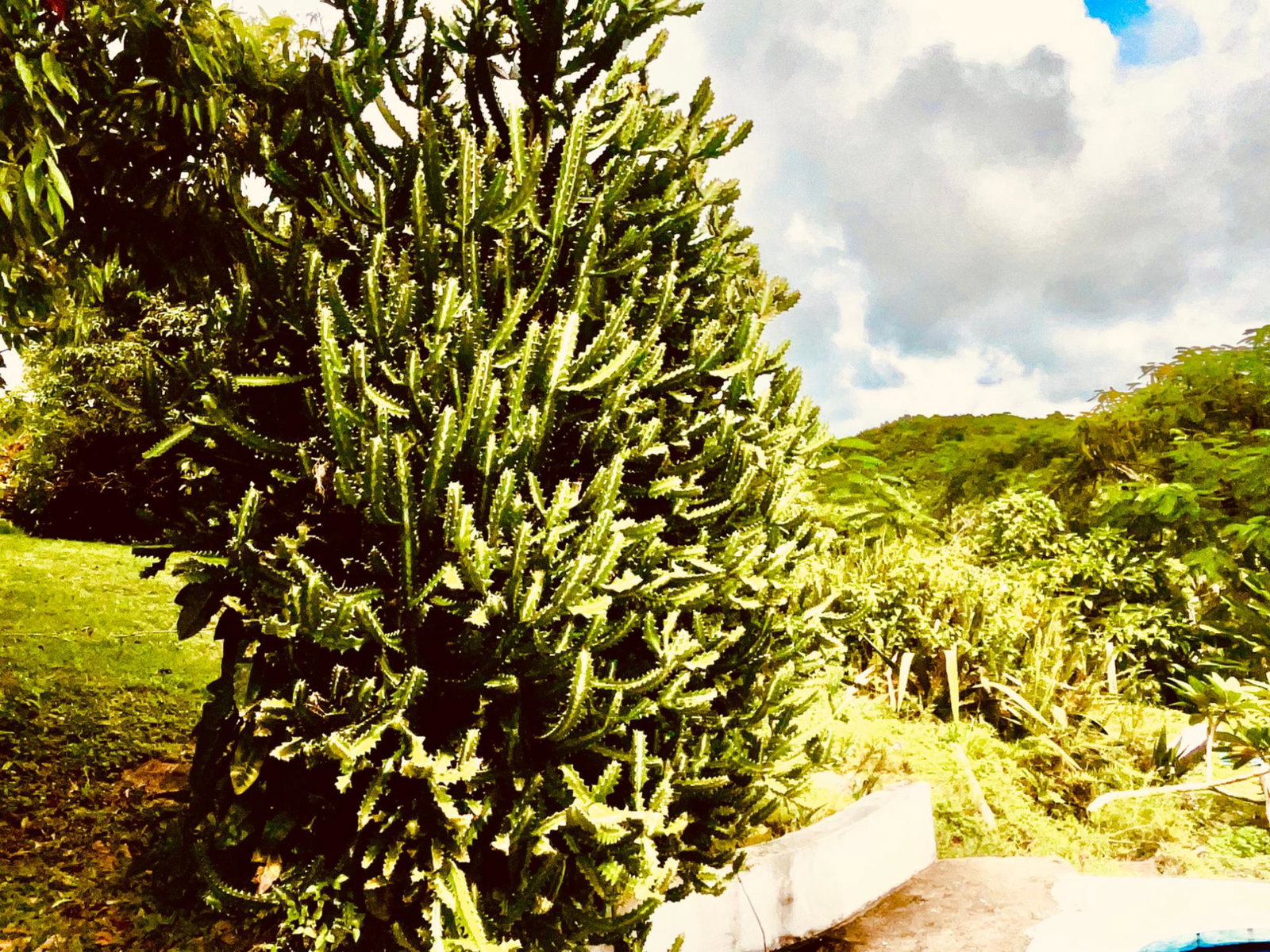 Twenty-Fourth image of Lot 1-childermas Lethe in Anchovy, St. James, Jamaica - property is For Sale