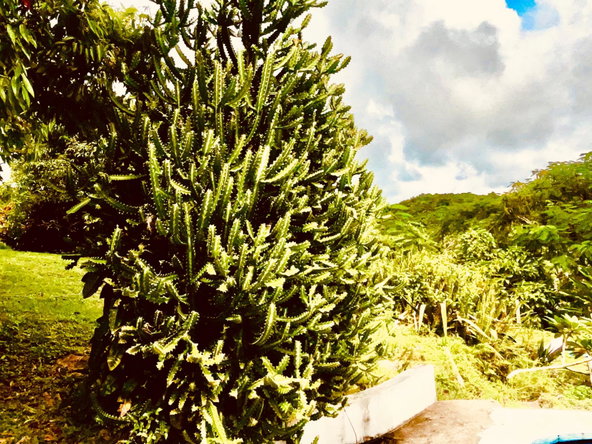 Twenty-Fourth image of Lot 1-childermas Lethe in Anchovy, St. James, Jamaica - property is For Sale