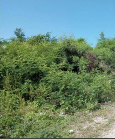 Second image of 109 Block a, Albion Estate in Albion Estate, St. Thomas, Jamaica - property is For Sale