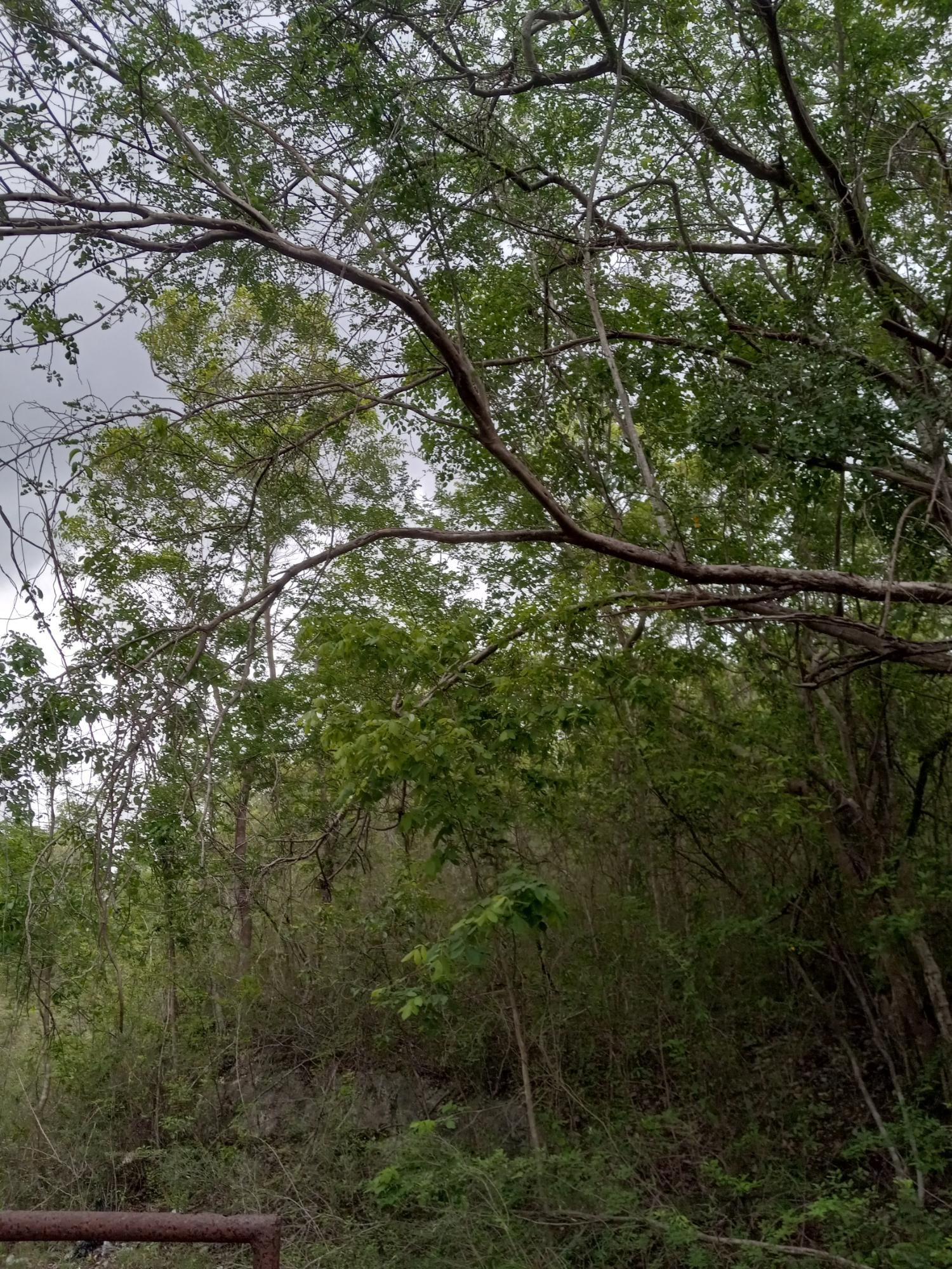 Eleventh image of Luana, Black River P.o., in Black River, St. Elizabeth, Jamaica - property is For Sale