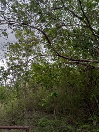 Eleventh image of Luana, Black River P.o., in Black River, St. Elizabeth, Jamaica - property is For Sale
