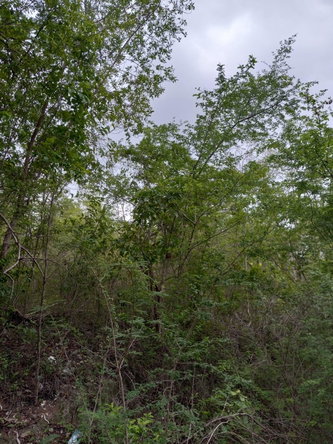 Twelfth image of Luana, Black River P.o., in Black River, St. Elizabeth, Jamaica - property is For Sale