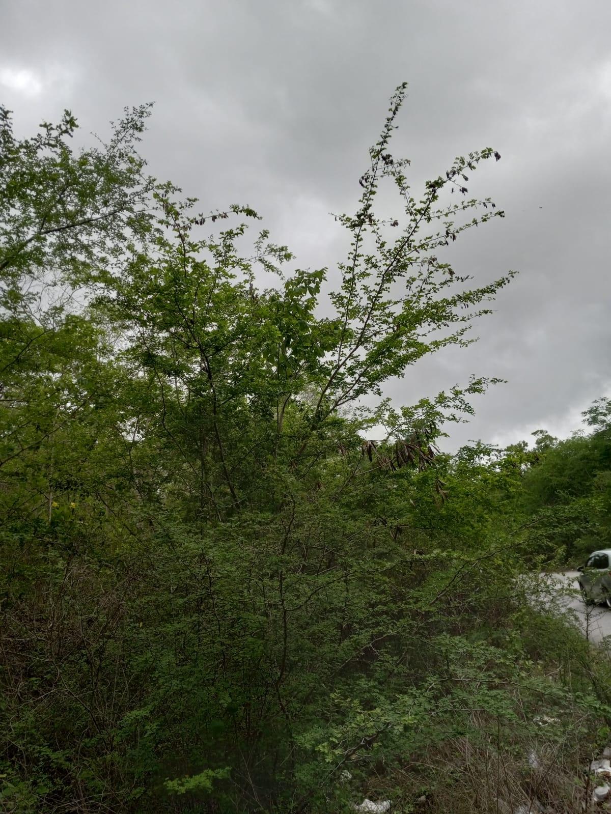 Thirteenth image of Luana, Black River P.o., in Black River, St. Elizabeth, Jamaica - property is For Sale