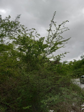 Thirteenth image of Luana, Black River P.o., in Black River, St. Elizabeth, Jamaica - property is For Sale