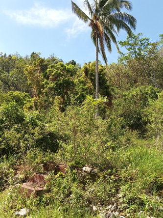 Third image of Endeavour in MILE GULLY, Manchester, Jamaica - property is For Sale
