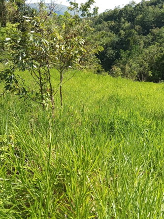 Fourth image of Endeavour in MILE GULLY, Manchester, Jamaica - property is For Sale