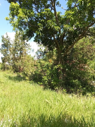 Sixth image of Endeavour in MILE GULLY, Manchester, Jamaica - property is For Sale