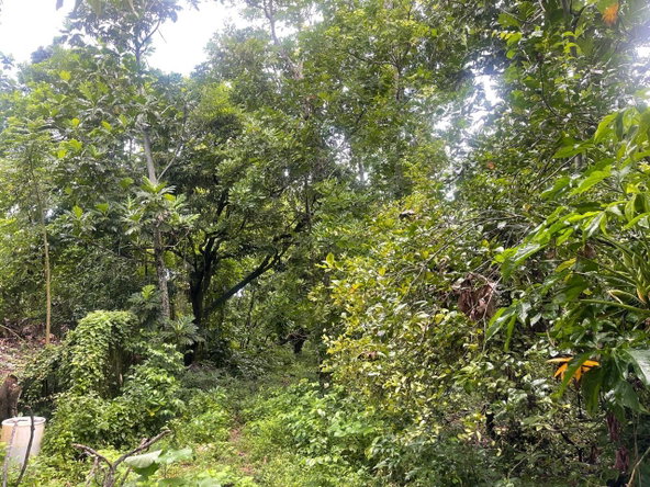 Sixth image of Lot 1 Hart Hill Main Road in Buff Bay, Portland, Jamaica - property is For Sale