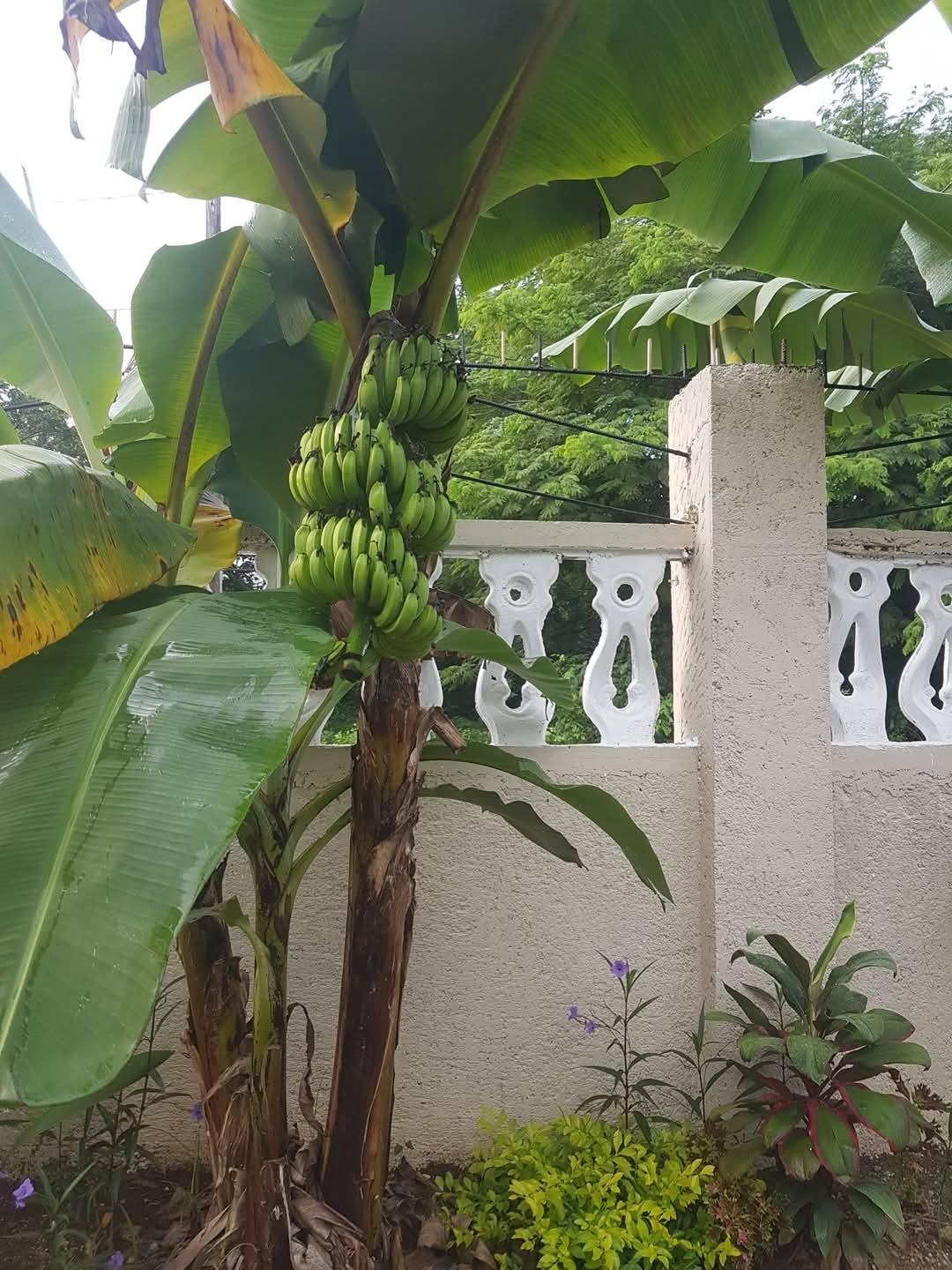 Twenty-Seventh image of Whitehall Negril, Westmor in Negril, Westmoreland, Jamaica - property is For Sale