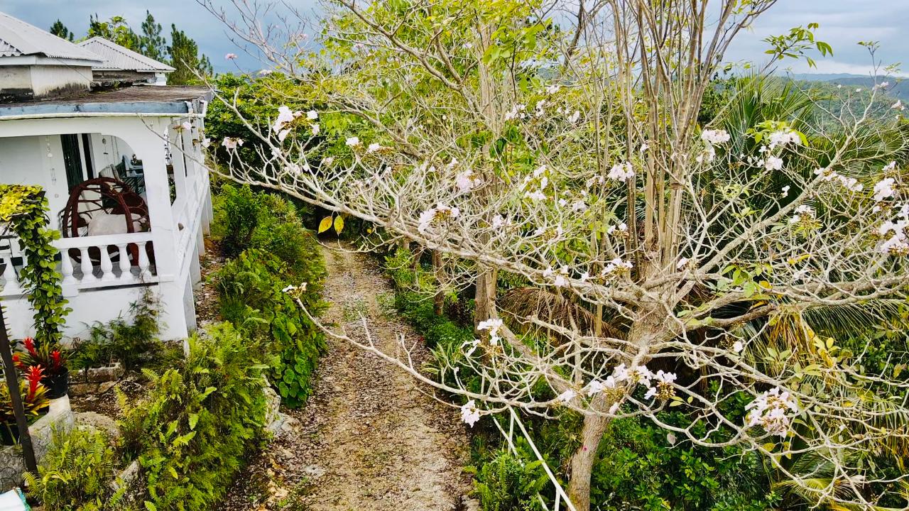Tenth image of Hampton Dist |plum Tree in Hopeton, St. James, Jamaica - property is For Sale
