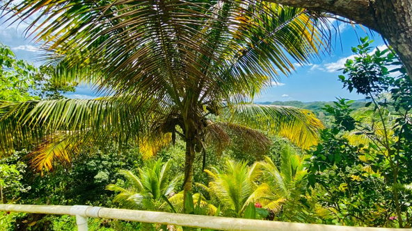 Eleventh image of Hampton Dist |plum Tree in Hopeton, St. James, Jamaica - property is For Sale