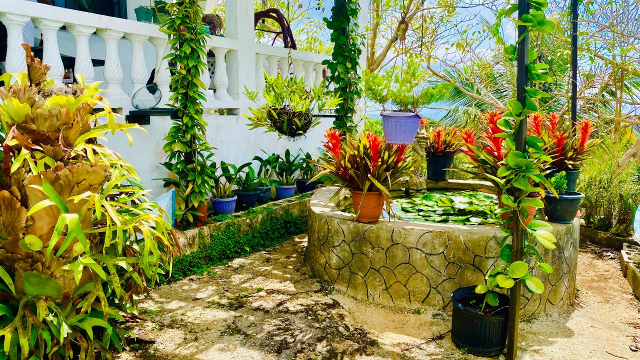 Fourth image of Hampton Dist |plum Tree in Hopeton, St. James, Jamaica - property is For Sale