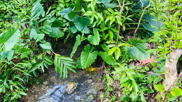 Ninth image of Hampton Dist |plum Tree in Hopeton, St. James, Jamaica - property is For Sale