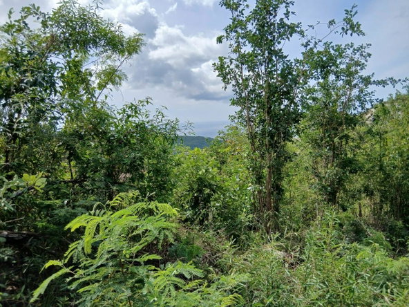 Fourth image of Lot 97 Santa Cruz Road, Albion h in Albion, St. Thomas, Jamaica - property is For Sale