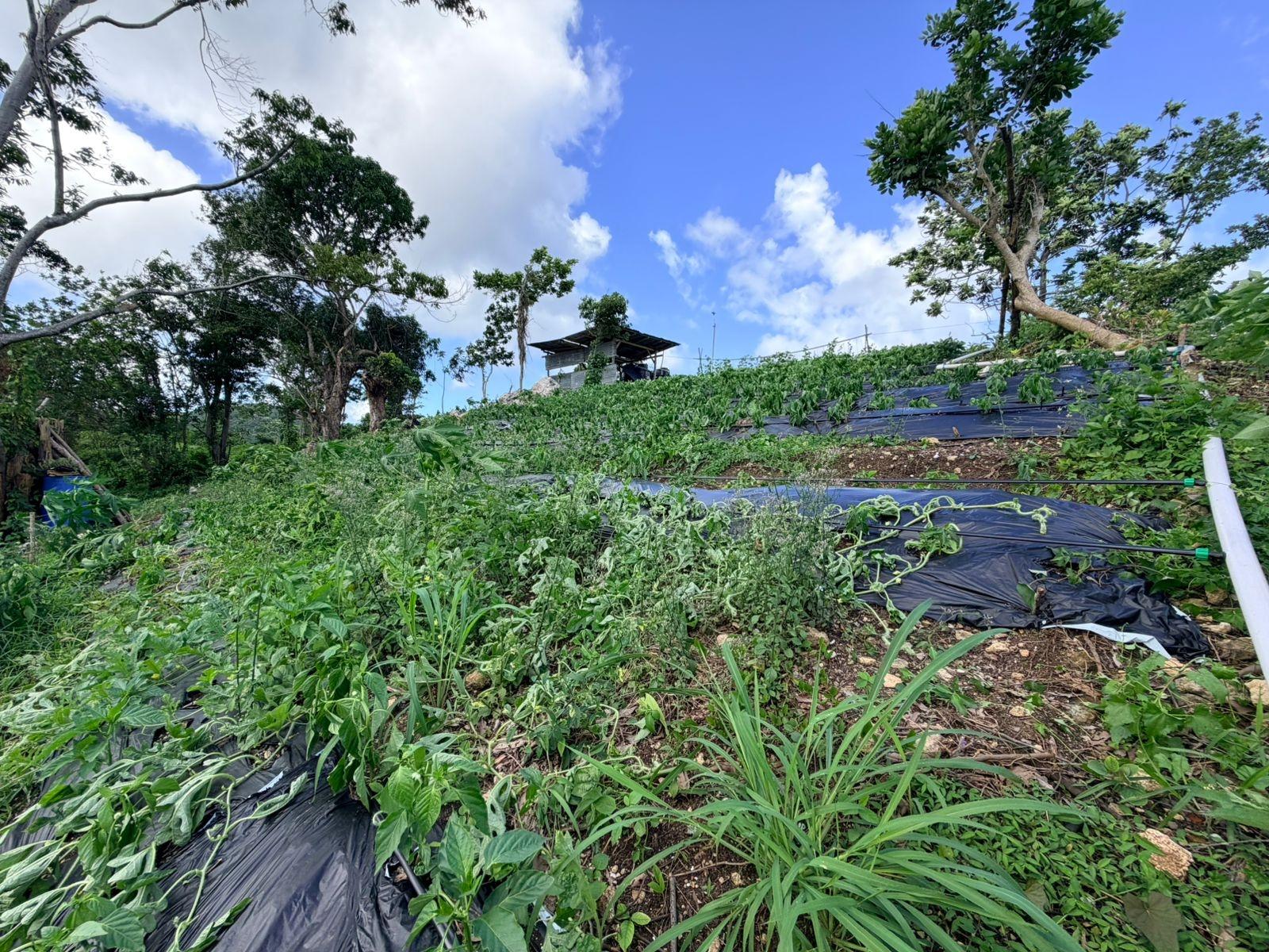 Twelfth image of Fairy Hill in Fairy Hill, Portland, Jamaica - property is For Sale