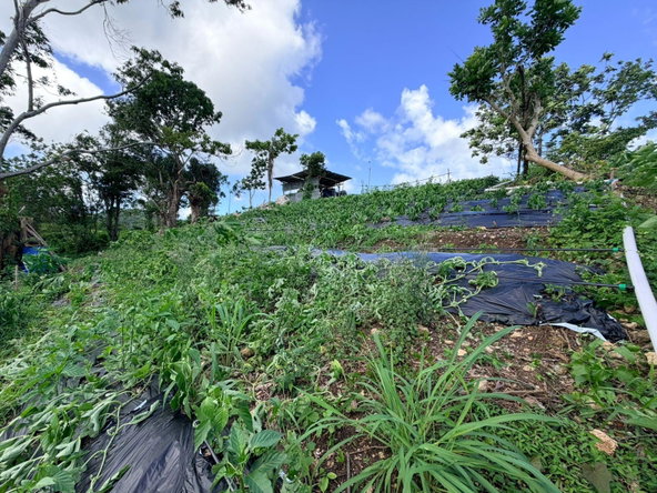Twelfth image of Fairy Hill in Fairy Hill, Portland, Jamaica - property is For Sale