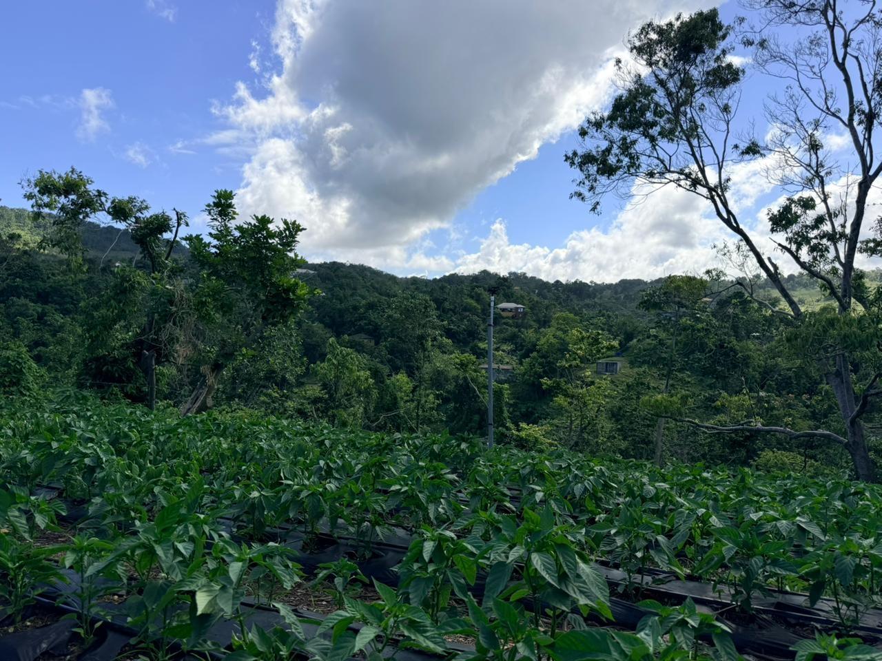 Thirteenth image of Fairy Hill in Fairy Hill, Portland, Jamaica - property is For Sale