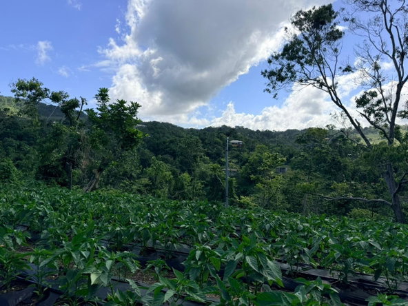 Thirteenth image of Fairy Hill in Fairy Hill, Portland, Jamaica - property is For Sale