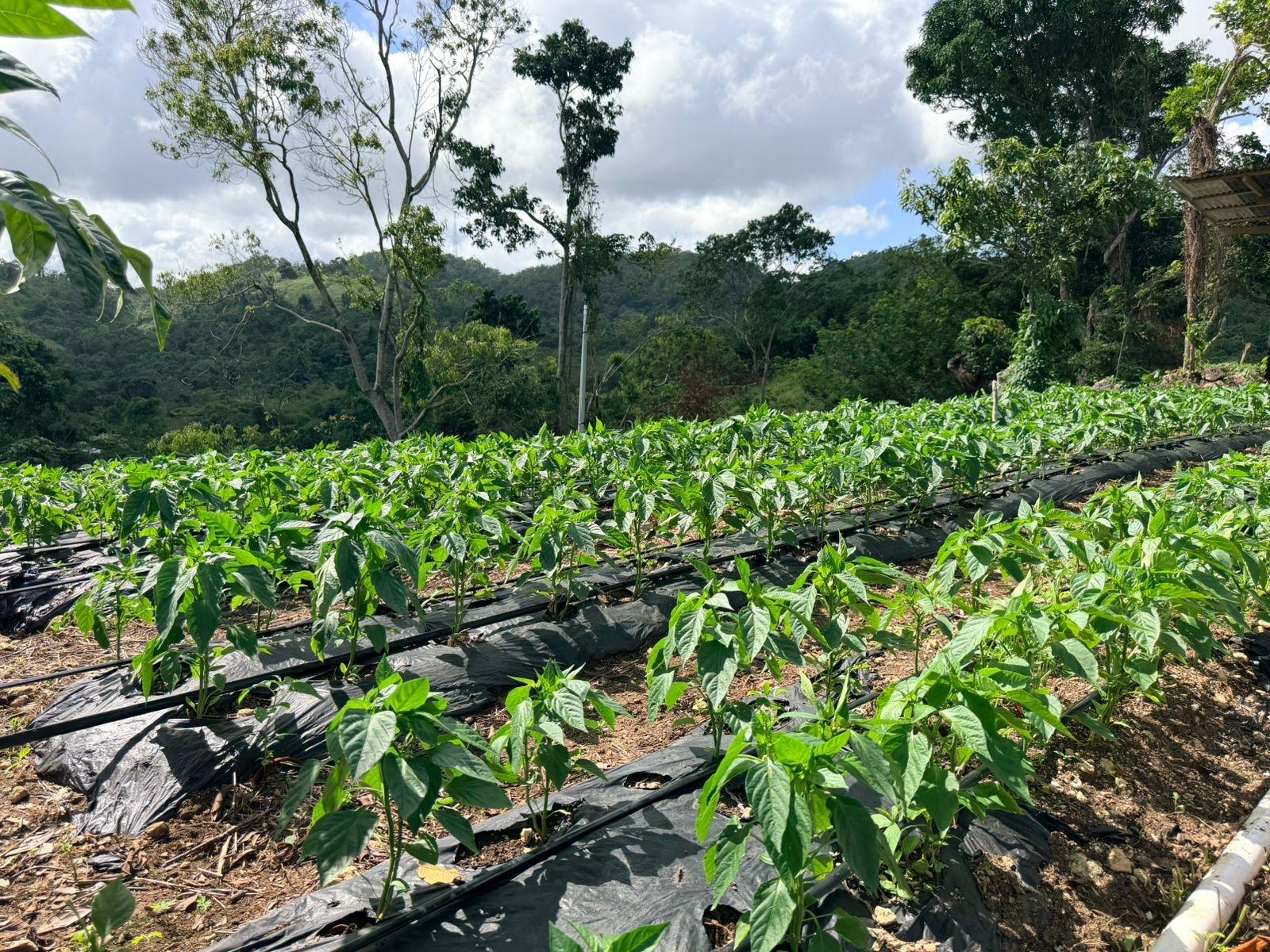 Second image of Fairy Hill in Fairy Hill, Portland, Jamaica - property is For Sale