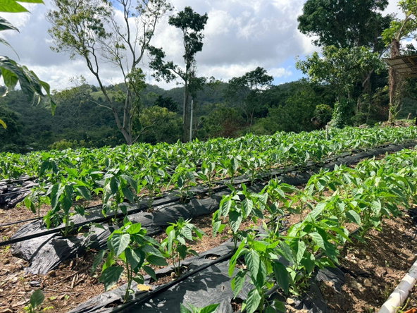Second image of Fairy Hill in Fairy Hill, Portland, Jamaica - property is For Sale
