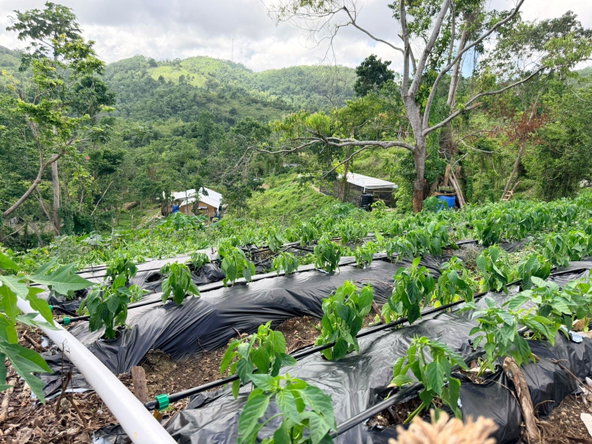 Third image of Fairy Hill in Fairy Hill, Portland, Jamaica - property is For Sale