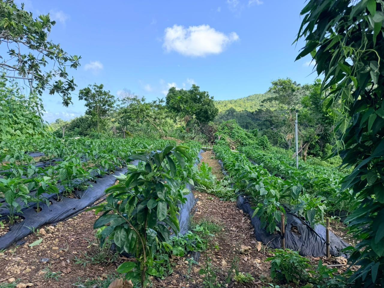 Fourth image of Fairy Hill in Fairy Hill, Portland, Jamaica - property is For Sale