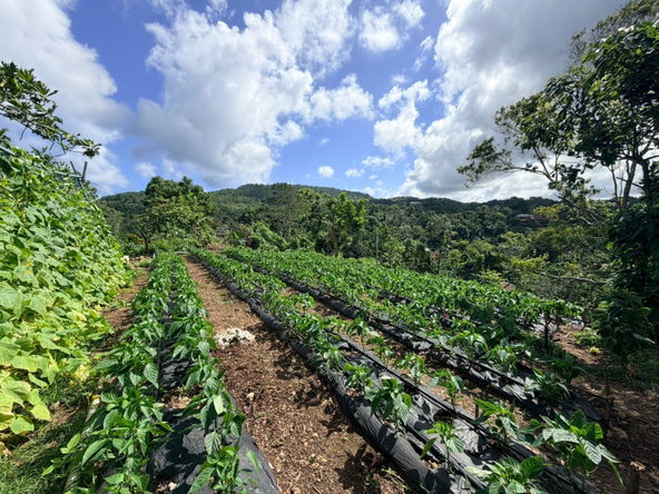 Sixth image of Fairy Hill in Fairy Hill, Portland, Jamaica - property is For Sale