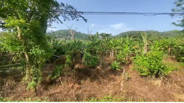 Sixth image of Water Valley in Albany, St. Mary, Jamaica - property is For Sale
