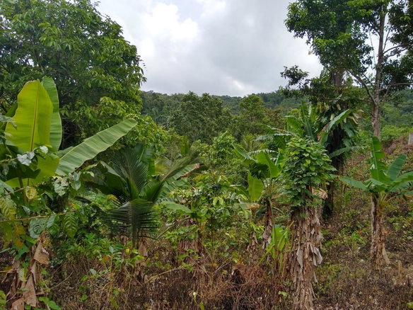 First image of 0-0 Parkmount, Portland in Cambridge, Portland, Jamaica - property is For Sale