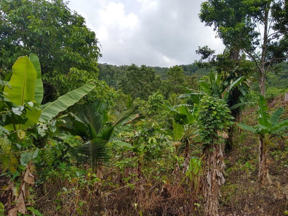 First image of 0-0 Parkmount, Portland in Cambridge, Portland, Jamaica - property is For Sale