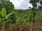 First image of 0-0 Parkmount, Portland in Cambridge, Portland, Jamaica - property is For Sale
