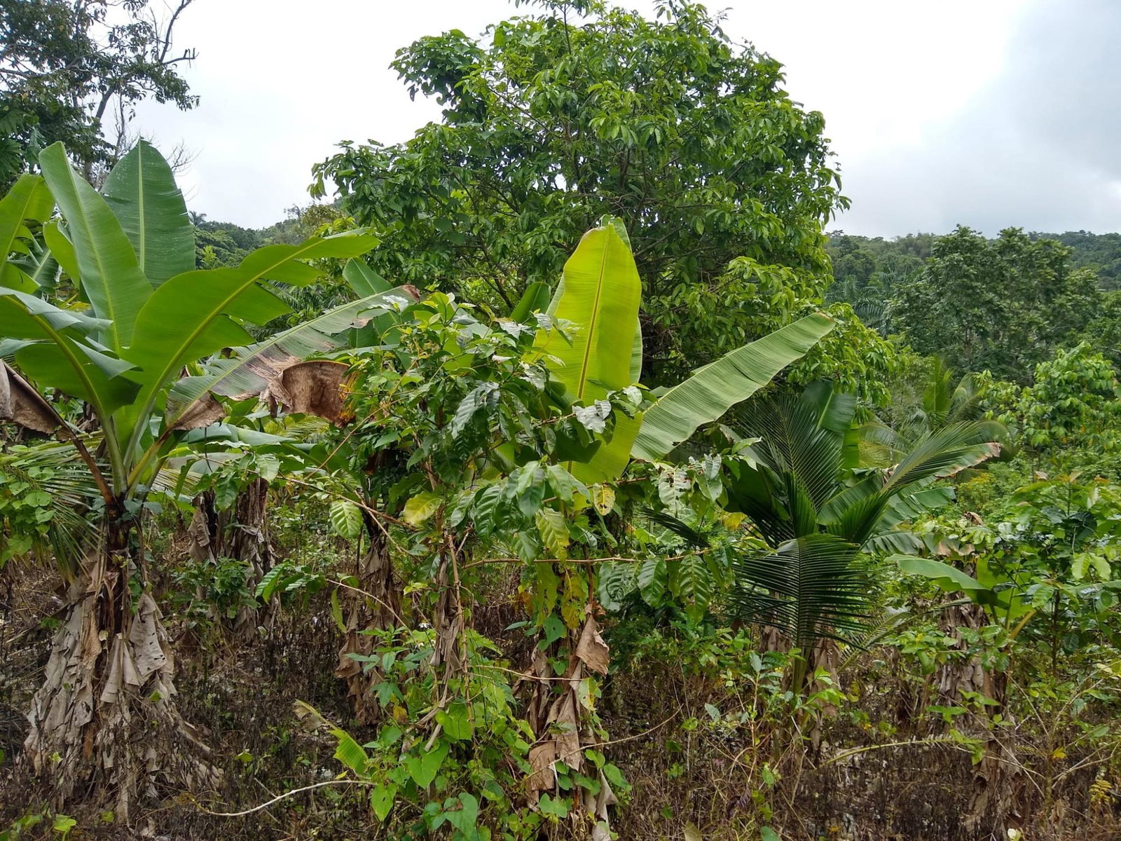 Second image of 0-0 Parkmount, Portland in Cambridge, Portland, Jamaica - property is For Sale