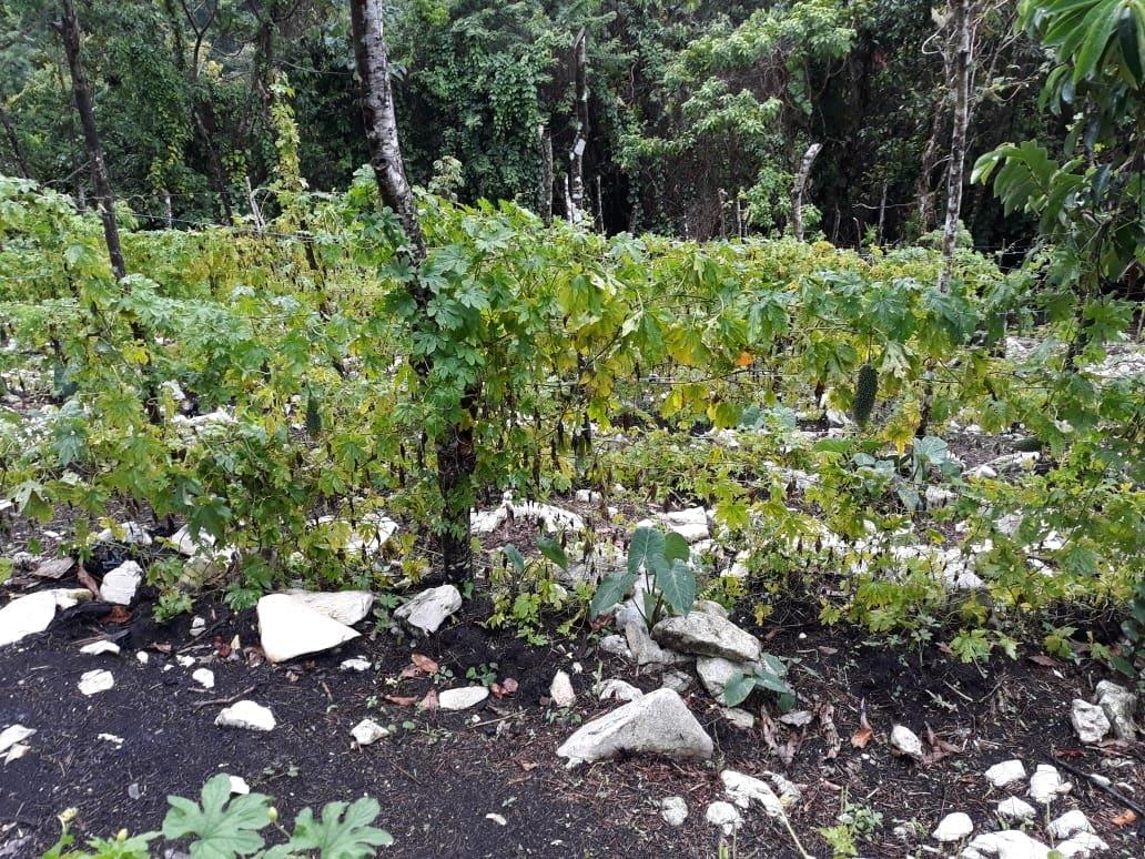 Seventh image of 0-0 Parkmount, Portland in Cambridge, Portland, Jamaica - property is For Sale