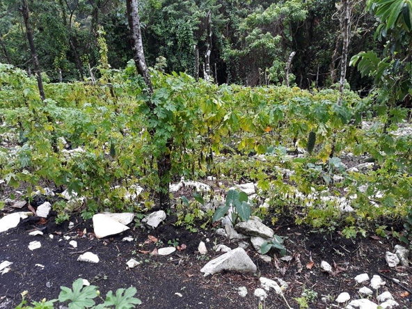 Seventh image of 0-0 Parkmount, Portland in Cambridge, Portland, Jamaica - property is For Sale