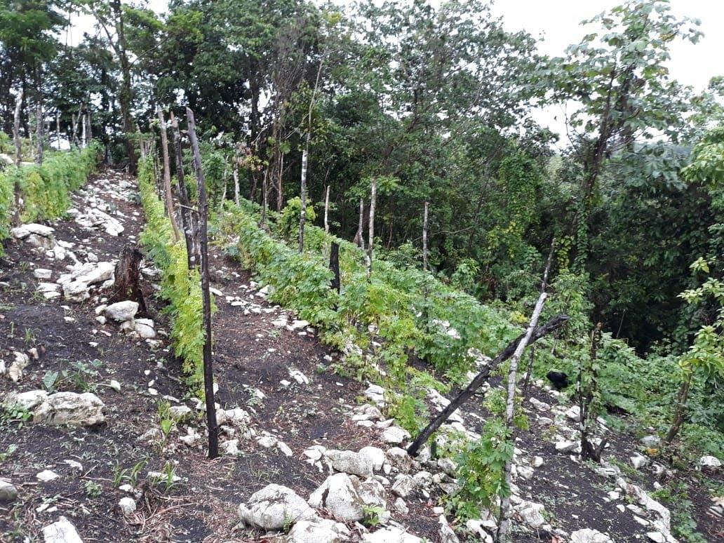Eighth image of 0-0 Parkmount, Portland in Cambridge, Portland, Jamaica - property is For Sale
