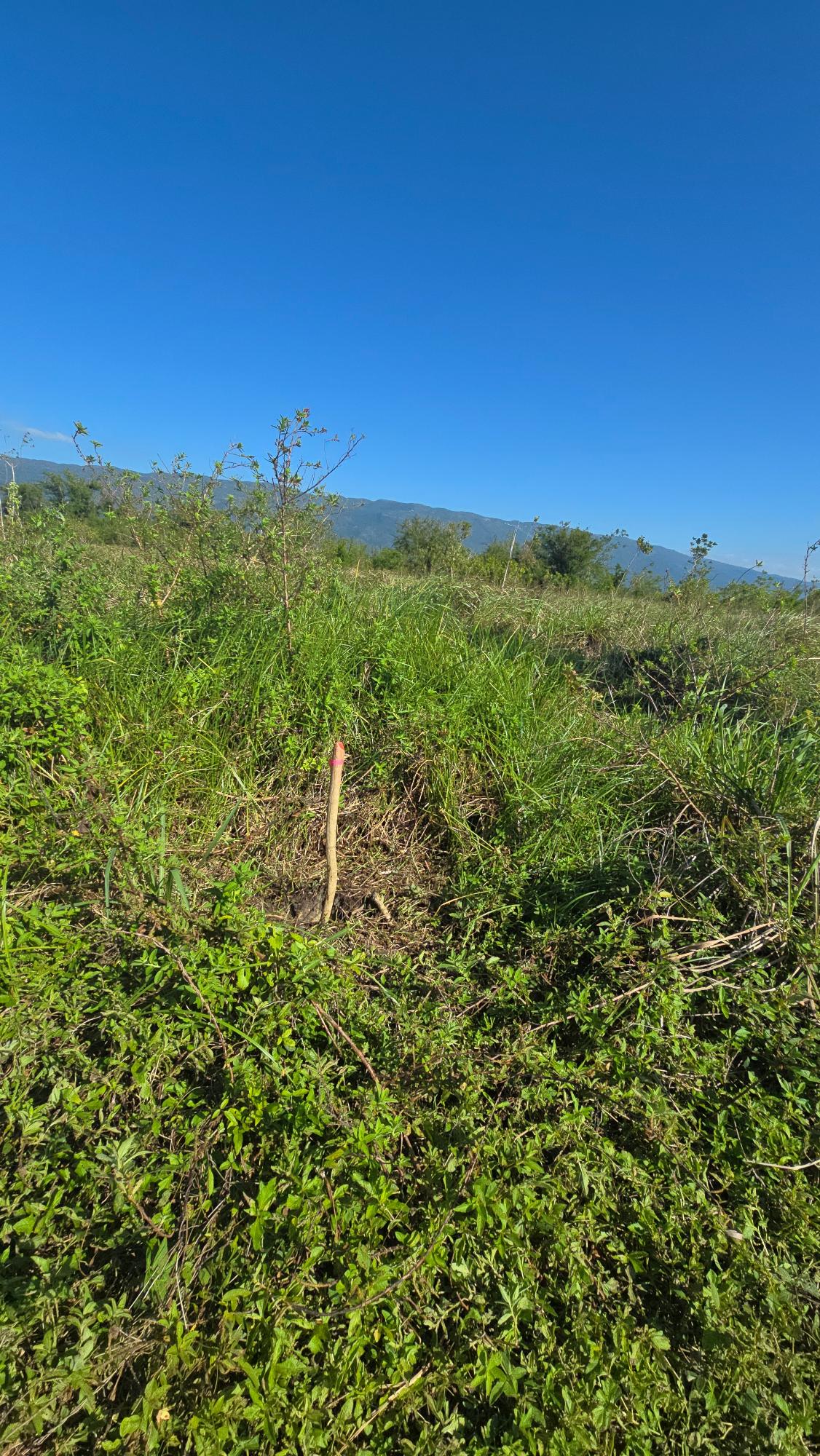 Nineteenth image of Elim, St. Elizabeth in Elim, St. Elizabeth, Jamaica - property is For Sale