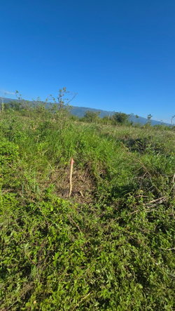 Nineteenth image of Elim, St. Elizabeth in Elim, St. Elizabeth, Jamaica - property is For Sale