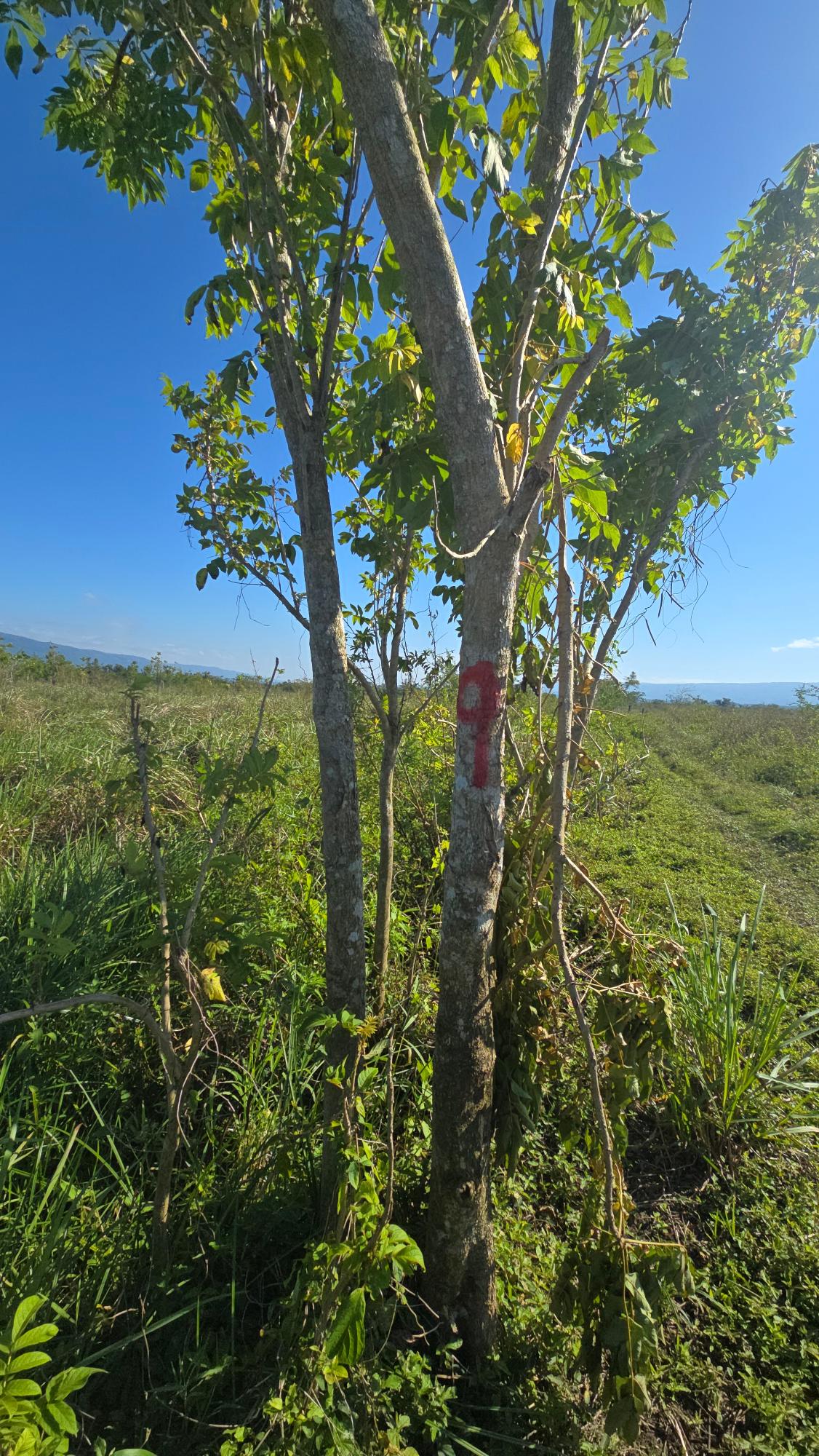 Twentieth image of Elim, St. Elizabeth in Elim, St. Elizabeth, Jamaica - property is For Sale