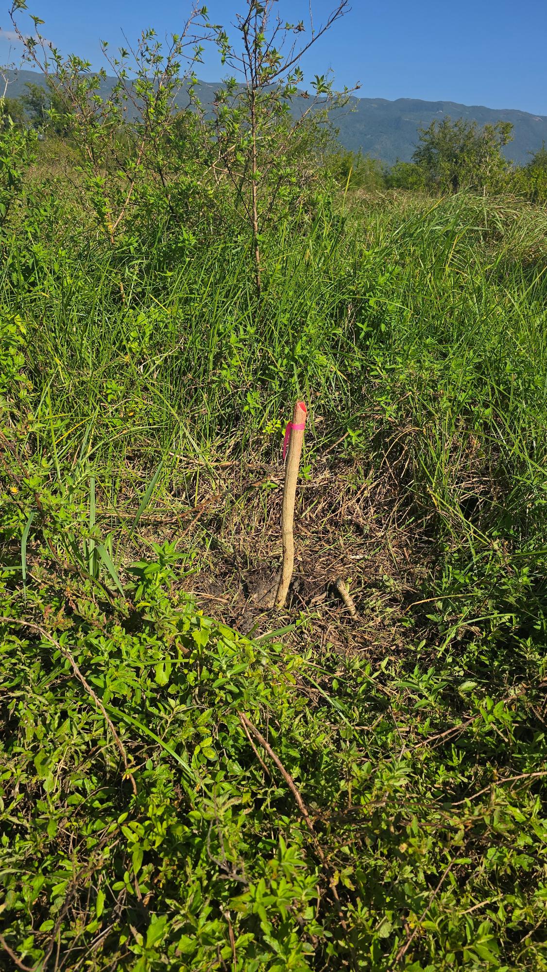 Twenty-First image of Elim, St. Elizabeth in Elim, St. Elizabeth, Jamaica - property is For Sale