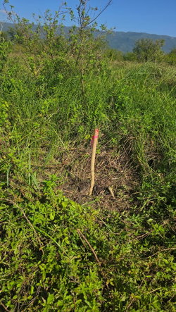 Twenty-First image of Elim, St. Elizabeth in Elim, St. Elizabeth, Jamaica - property is For Sale