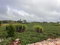 First image of Lot 20 Godden Grove, Manchester in Knockpatirck, Manchester, Jamaica - property is For Sale