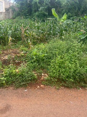 Sixth image of Lot No. 1 Willow Park in Hampstead, St. Ann, Jamaica - property is For Sale