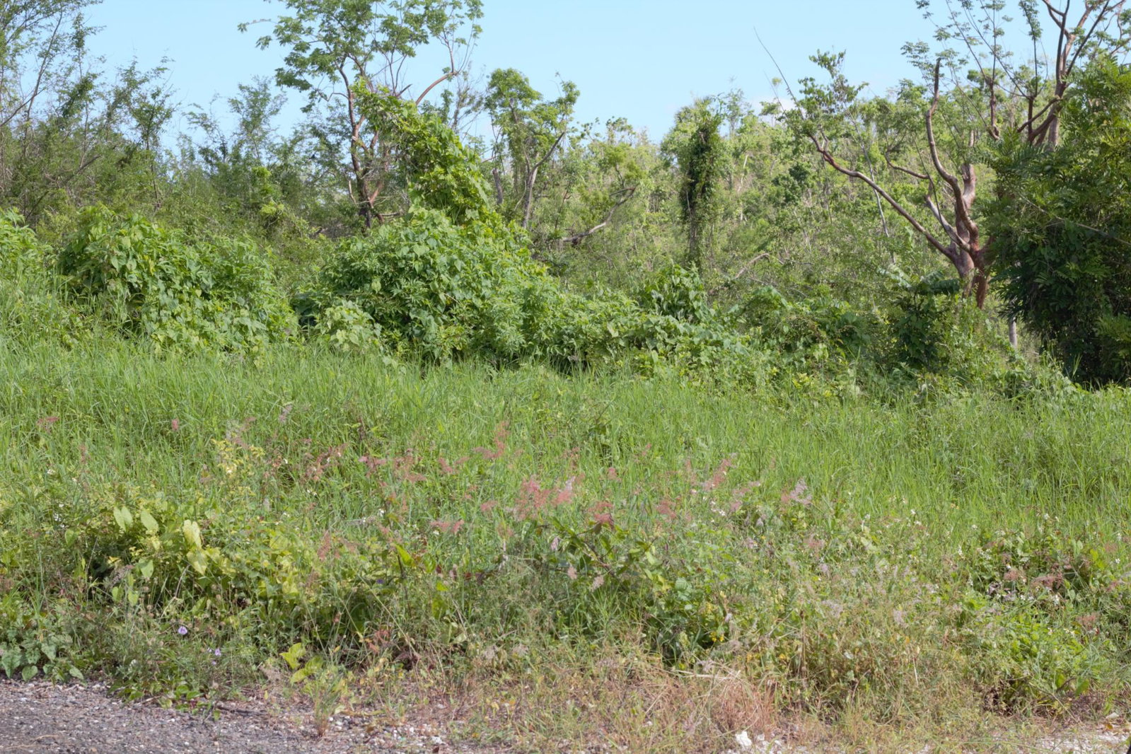 First image of 271 Olive Park in Santa Cruz, St. Elizabeth, Jamaica - property is For Sale