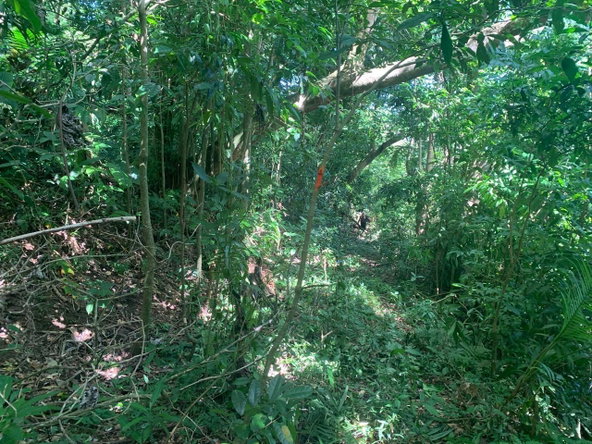 Tenth image of Lot 114 Part of Red Hassel in Nonsuch, Portland, Jamaica - property is For Sale