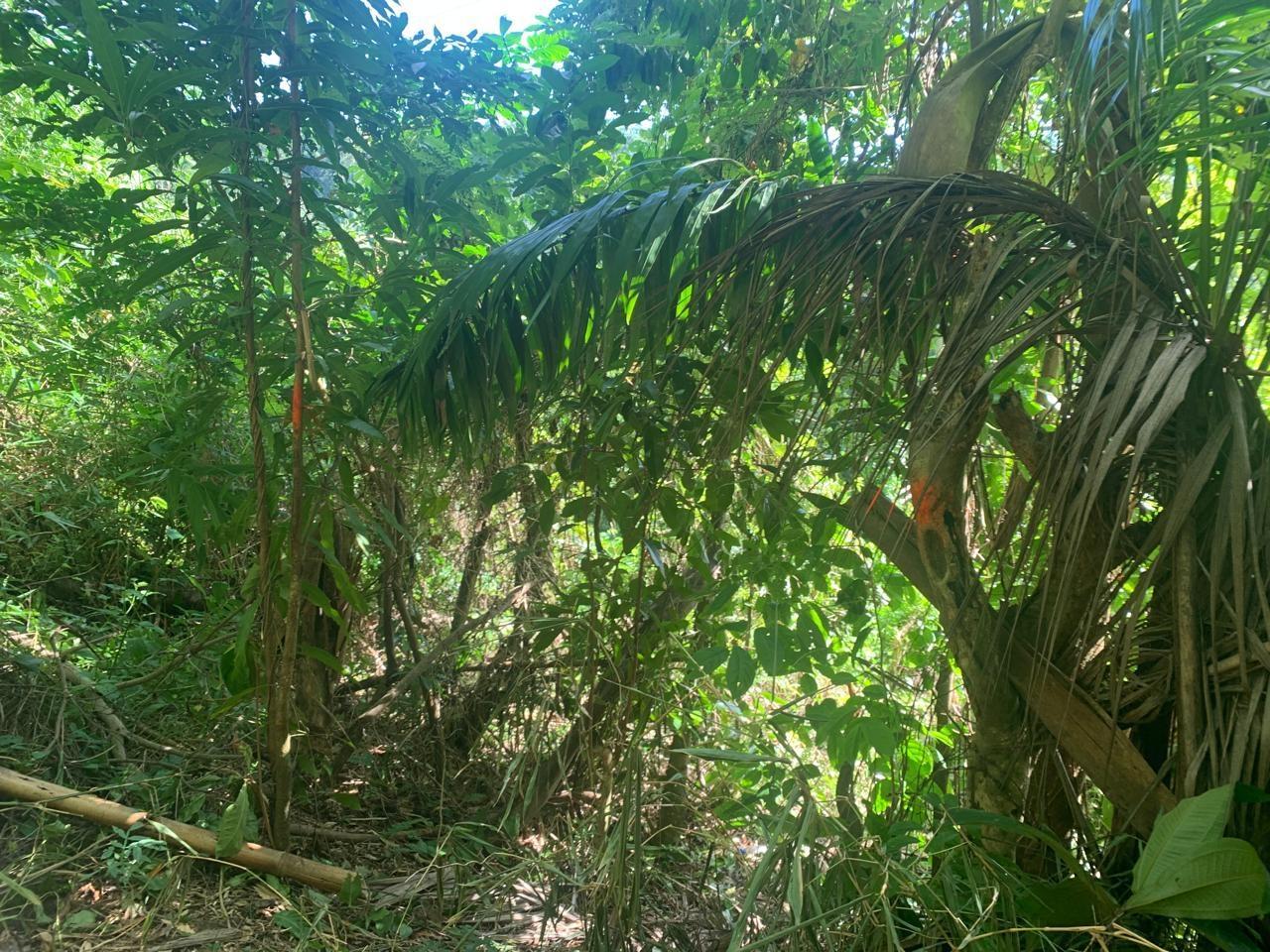 Twelfth image of Lot 114 Part of Red Hassel in Nonsuch, Portland, Jamaica - property is For Sale